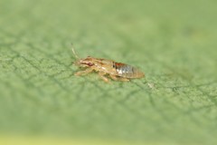 Thaumastocoris peregrinus