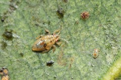 Thaumastocoris peregrinus