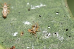 Thaumastocoris peregrinus