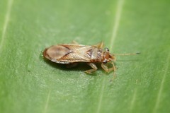 Thaumastocoris peregrinus