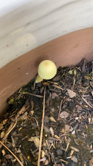 Leucocoprinus birnbaumii image