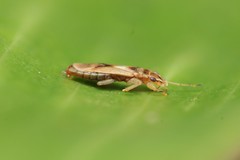 Thaumastocoris peregrinus