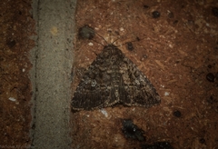Condica aroana