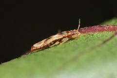 Thaumastocoris peregrinus