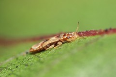 Thaumastocoris peregrinus
