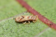 Thaumastocoris peregrinus