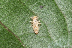Thaumastocoris peregrinus