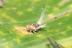 Scolypopa australis