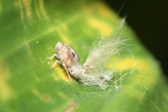 Scolypopa australis