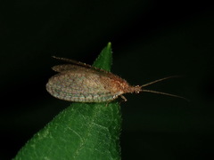 Micromus posticus