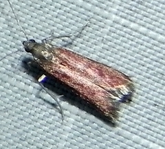 Varneria postremella