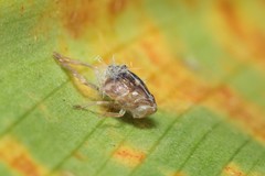 Scolypopa australis