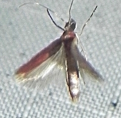 Varneria postremella