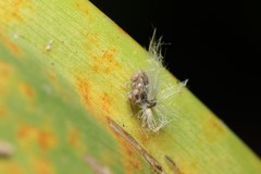 Scolypopa australis