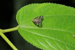 Scolypopa australis