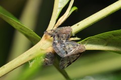 Scolypopa australis