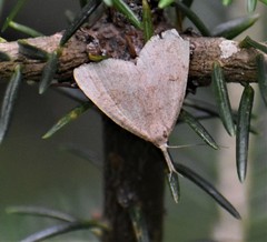 Phalaenostola metonalis