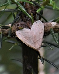 Phalaenostola metonalis