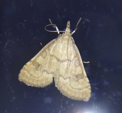 Udea fulvalis