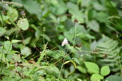 Pieris napi