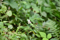 Pieris napi