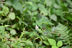 Pieris napi