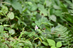 Pieris napi