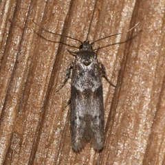 Asaphocrita