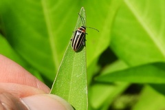 Disonycha pensylvanica