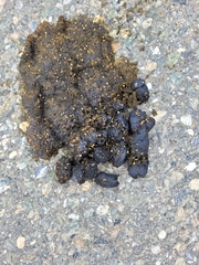 Ursus arctos horribilis