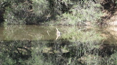 Actinemys marmorata marmorata