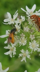 Arge melanochra