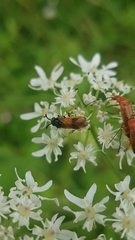 Arge melanochra