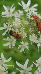 Arge melanochra