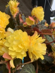 Begonia × tuberhybrida