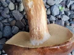 Xanthoconium affine reticulatum