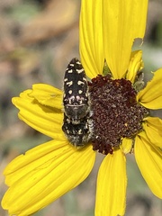 Acmaeodera bacchariphaga