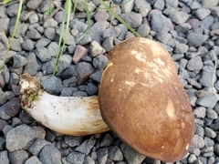 Xanthoconium affine reticulatum