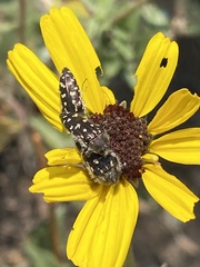 Acmaeodera bacchariphaga