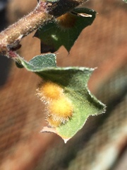 Atrusca trimaculosa