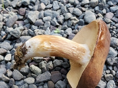 Xanthoconium affine reticulatum