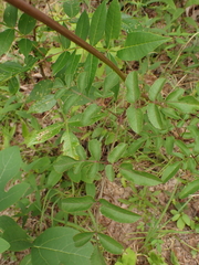 Angelica venenosa