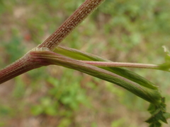 Angelica venenosa