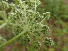 Angelica venenosa