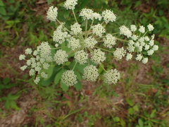Angelica venenosa