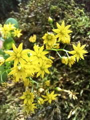 Aichryson divaricatum