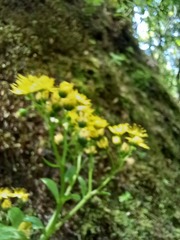 Aichryson divaricatum