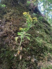 Aichryson divaricatum