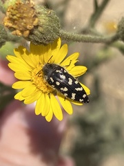 Acmaeodera bacchariphaga