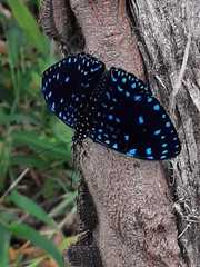 Hamadryas laodamia saurites